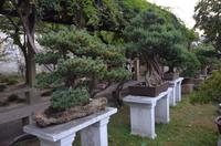 Bonsaigarten im Garten des Verweilen, Suzhou