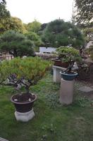 Bonsaigarten im Garten des Verweilen, Suzhou