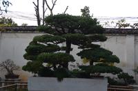 Bonsaigarten im Garten des Verweilen, Suzhou