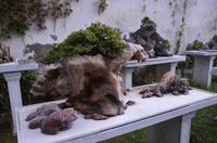 Bonsaigarten im Garten des Verweilen, Suzhou