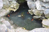 Goldfischteich im Garten des Meisters der Netze, Suzhou