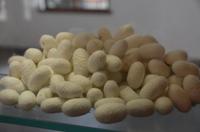 Seidenkokons, Seidenmanufaktur, Suzhou