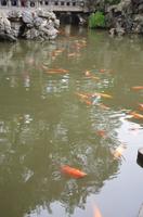 Goldfischteich, Yu-Garten, Shanghai