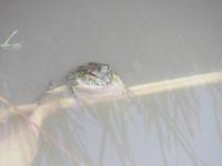 1723 Chitwan-Nationalpark - Spaziergang im Nationalpark - Frosch