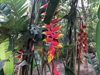 Chitwan Nationalpark