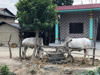 Chitwan Nationalpark - Dorfleben