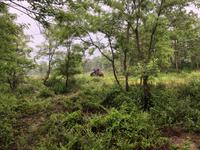 Chitwan Nationalpark - Elefanten-Safari