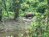 Chitwan Nationalpark - Safari