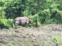 Chitwan Nationalpark - Safari