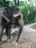 Chitwan Nationalpark - Elefantenbriefing