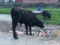 Nepal - Müll-Rinder