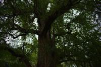 Dengfeng_Shaolinkloster (5)