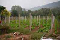 Dengfeng_Shaolinkloster (21)