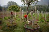 Dengfeng_Shaolinkloster (22)