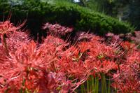 Xi'an_Terrakotta-Armee (10)