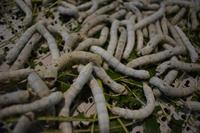 Suzhou_Seidenmanufaktur (3)