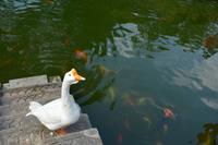 Shanghai_Zick-Zack-Brücke (3)