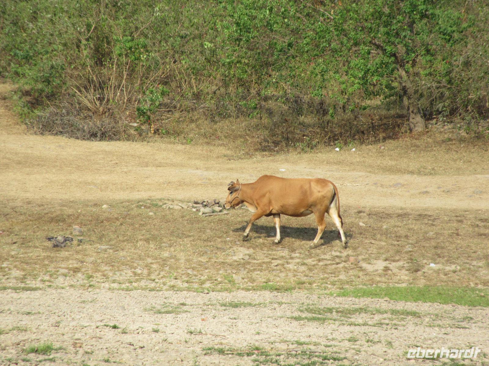 Fahrt auf dem Li-Fluss (2)