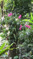 1930_Orchideenpark in Kanton