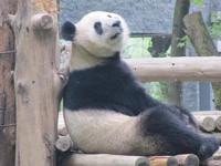 Panda im Sieben-Sterne-Park