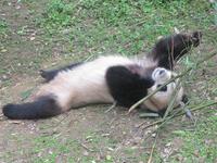 Panda im Sieben-Sterne-Park
