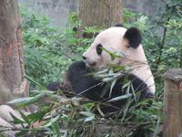Panda im Sieben-Sterne-Park