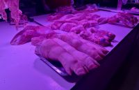 Marktbesuch in Suzhou