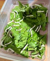 Seidenmanufaktur, Shanghai