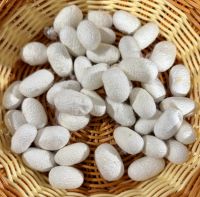 Seidenmanufaktur, Shanghai