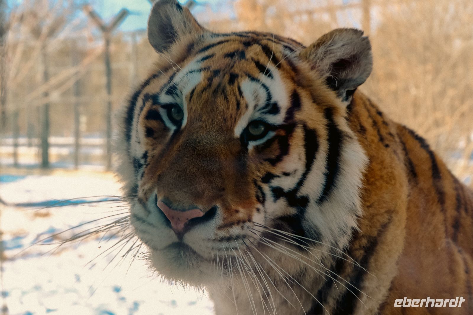 Sibirischer Tiger Park in Harbin - China
