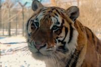 Sibirischer Tiger Park in Harbin - China