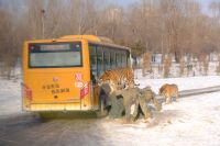 Sibirischer Tiger Park in Harbin - China