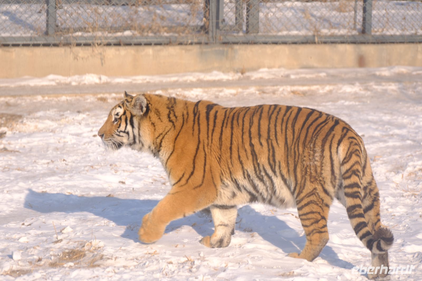 Sibirischer Tiger Park in Harbin - China