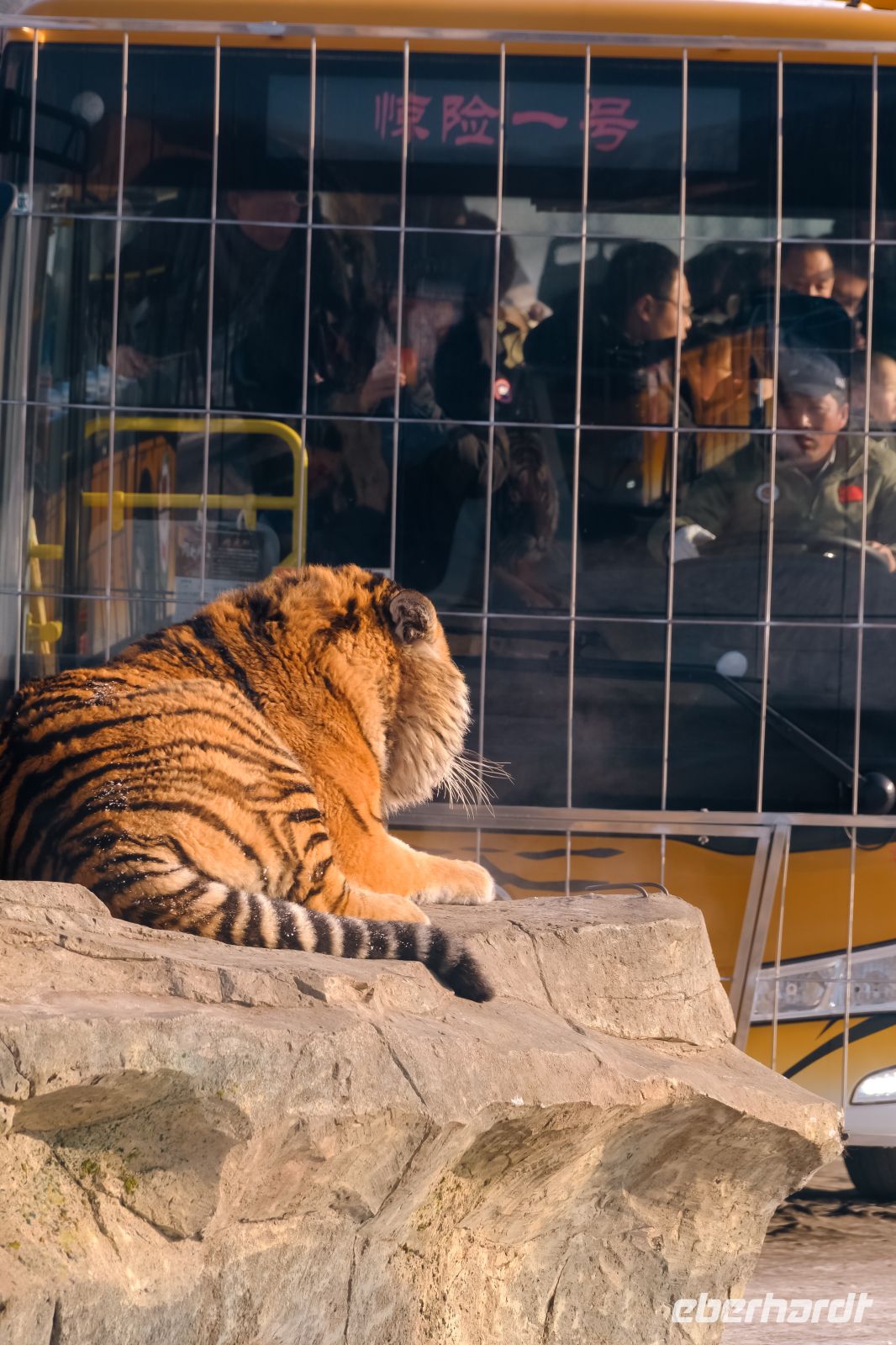 Sibirischer Tiger Park in Harbin - China