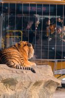 Sibirischer Tiger Park in Harbin - China