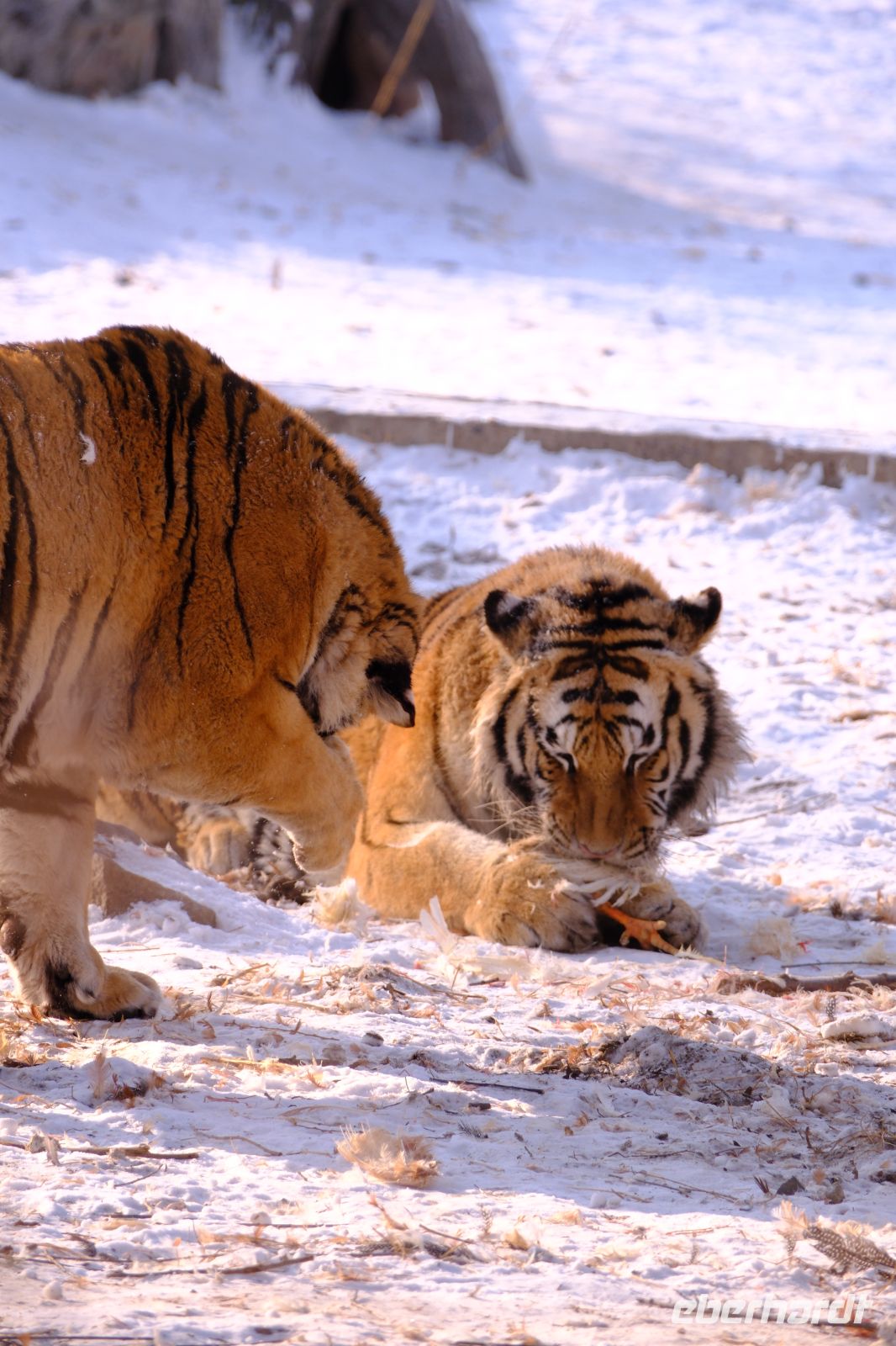 Sibirischer Tiger Park in Harbin - China
