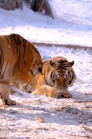 Sibirischer Tiger Park in Harbin - China