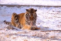 Sibirischer Tiger Park in Harbin - China