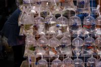 Goldfisch-Markt in Hongkong  &ndash; &copy; Sten Bernhardt (Eberhardt TRAVEL)