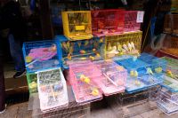 Vogel-Markt in Hongkong  &ndash; &copy; Sten Bernhardt (Eberhardt TRAVEL)