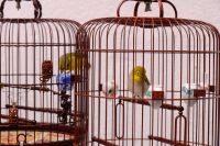 Vogel-Markt in Hongkong  &ndash; &copy; Sten Bernhardt (Eberhardt TRAVEL)