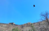 Große Mauer  &ndash; &copy; Monika Cortese (Eberhardt TRAVEL)