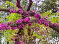Frühling in China  &ndash; &copy; Monika Cortese (Eberhardt TRAVEL)