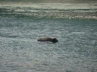 Ein erfrischendes Bad gefälligst?