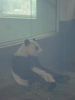 ... gibt es auch Pandabären