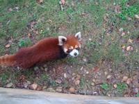 ... süße Kuscheltiere ...