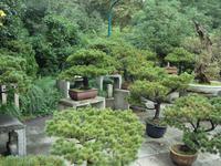 Bonsaigarten