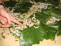 In der Seidenmanufaktur in Suzhou.