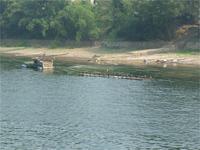 Kormorane auf der Stange