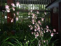 Orchideenpark in Kanton